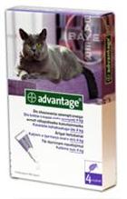 Bayer Advantage 80 dla kotów, roztwór do nakrapiania na pchły