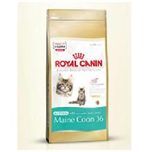 Royal Canin Kitten Maine Coon 36 karma dla kociąt